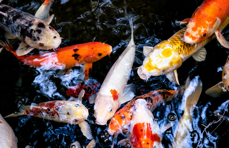 Growth vs Stable Diet. Know the difference