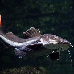 Catfish