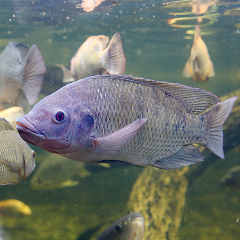 Tilapia